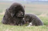 DOGUE DU TIBET 749